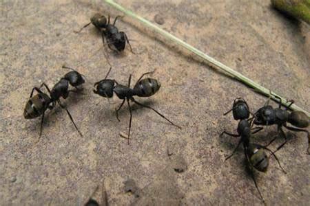 突然很多螞蟻 辰未日意思
